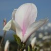 Magnolia 'Chameleon' at Junker's Nursery
