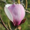 Magnolia 'Charming Lady' at Junker's Nursery