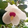 Magnolia sieboldii 'Colossus' at Junker's Nursery