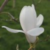 Magnolia 'Columbus' at Junker's Nursery