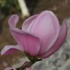 Magnolia sprengeri 'Copeland Court' at Junker's Nursery