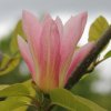 Magnolia 'Coral Lake' at Junker's Nursery