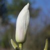 Magnolia 'Cup Cake' at Junker's Nursery