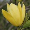 Magnolia 'Daphne' at Junker's Nursery