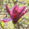 Magnolia liliiflora 'Darkest Purple' at Junker's Nursery