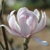 Magnolia stellata 'Dawn' at Junker's Nursery