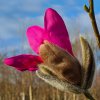Magnolia sprengeri 'Dusty Pink' at Junker's Nursery