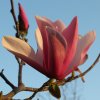 Magnolia 'Early Rose' at Junker's Nursery