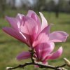 Magnolia 'Elegance' at Junker's Nursery