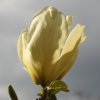 Magnolia 'Elizabeth' at Junker's Nursery