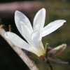 Magnolia kobus 'Esveld Select' at Junker's Nursery