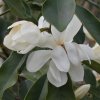 Magnolia 'Eternal Spring' at Junker's Nursery