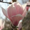 Magnolia 'Felicity' at Junker's Nursery