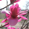 Magnolia 'Flaming Heart' at Junker's Nursery