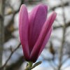 Magnolia 'Galaxy' at Junker's Nursery