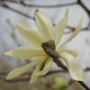 Magnolia 'Gold Star' at Junker's Nursery