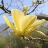 Magnolia 'Golden Gala' at Junker's Nursery