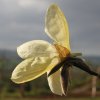 Magnolia 'Golden Rain' at Junker's Nursery