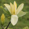 Magnolia 'Golden Sun' at Junker's Nursery