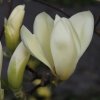Magnolia 'Goldfinch' at Junker's Nursery