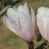 Magnolia 'Helen Fogg' at Junker's Nursery