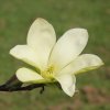 Magnolia 'Honey Belle' at Junker's Nursery