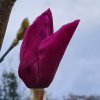Magnolia 'Ian's Red' at Junker's Nursery