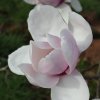 Magnolia 'Iolanthe' at Junker's Nursery
