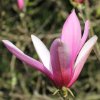 Magnolia 'Jane' at Junker's Nursery