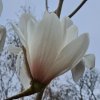 Magnolia 'John Bond' at Junker's Nursery