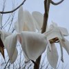 Magnolia 'John Bond' at Junker's Nursery