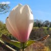 Magnolia 'Jolly Roger' at Junker's Nursery