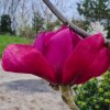 Magnolia 'Katja Landler'