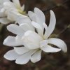 Magnolia stellata 'Kikuzaki' at Junker's Nursery