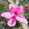 Magnolia sprengeri 'Lanhydrock' at Junker's Nursery