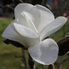 Magnolia 'Leda' at Junker's Nursery