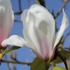 Magnolia 'Legacy' at Junker's Nursery