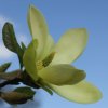 Magnolia 'Lemon Star' (syn. 'Swedish Star') at Junker's Nursery
