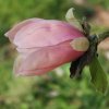 Magnolia 'Lennarth Jonsson' at Junker's Nursery 