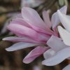 Magnolia x loebneri 'Leonard Messel' at Junker's Nursery