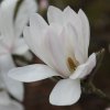 Magnolia x loebneri 'Lesley Jane'