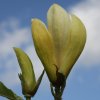 Magnolia 'Limelight' at Junker's Nursery