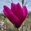 Magnolia 'Livingstone' at Junker's Nursery