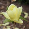 Magnolia 'Lois' at Junker's Nursery