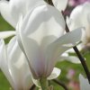 Magnolia 'Lotus' at Junker's Nursery