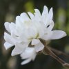 Magnolia stellata 'Lyle's Legacy'