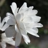 Magnolia x loebneri 'Mag's Pirouette' at Junker's Nursery