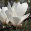 Magnolia 'Manchu Fan' at Junker's Nursery