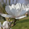 Magnolia 'Milky Way' at Junker's Nursery