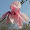 Magnolia 'Nelly' x 'Caerhays Belle' at Junker's Nursery